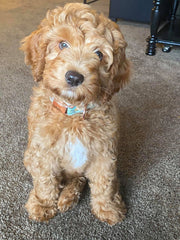 Puppy Payment 1 - Deposit ($700)